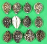 2" to 2-7/8" Wholesale Polished Tiger Cowrie Shells from Africa -  Bag of 50 @ .33 each 