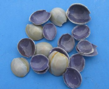 Wholesale Cut top pieces of Ring Top Cowrie Shells 1/4" to 3/4" -  20 kilos @ $1.25/kilo
