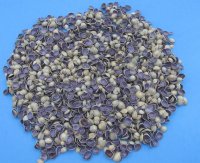 Wholesale Cut top pieces of Ring Top Cowrie Shells 1/4" to 3/4" - Case of 20 kilos @ $1.25/kilo