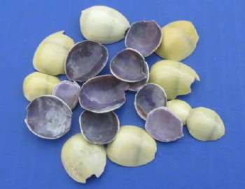 Wholesale Cut top pieces of Money Cowrie seashells for crafts 1/4 inch to 1 inch - 1 kilo @ $1.40/kilo (Min: 4 kilos)