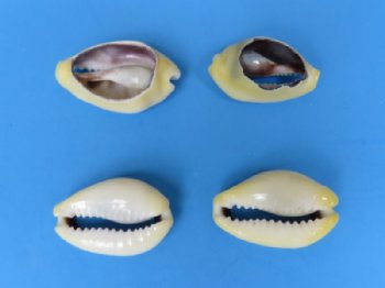 Wholesale Cut Money Cowries for crafts 3/4" to 1-1/4" - $12.00/Kilo 