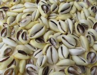 Wholesale Cut Money Cowries for crafts and jewelry making 3/4" to 1-1/4" - Case of 20 kilos @ $10.50/kilo