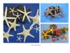 Starfish Wholesale