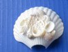 Wholesale Cut Small White Scallop Shell with pearl abalone and mixed white shells on top for making seashell night lights - Packed:6 pcs @ $1.20 each; Packed: 60 pc @ $1.05 each