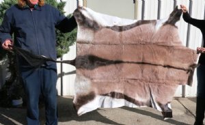 Gemsbok Hides, Skins 