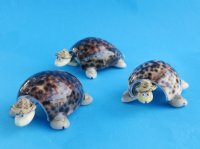 4 inches wholesale bobbing head tiger cowry shell turtle novelty wearing a hat - 12 pcs @ .90 each 