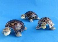 4 inches wholesale cowrie shell turtle with hat and bobbing head - Case of 96 @ .80 each  
