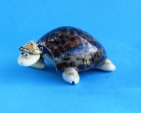 4 inches wholesale bobbing head tiger cowry shell turtle novelty wearing a hat - 12 pcs @ .90 each 