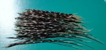 18 inches and up thin African Porcupine Quills Wholesale - 50 @ .70 each