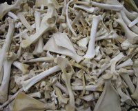 4 pound box Assorted deer bones and boar bones wholesale - 1 inch to 8 inches - $25 a box.  