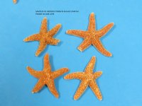Wholesale small sugar starfish 1 inch to 2  inches - 500 pcs @ .85 each (Signature Required)