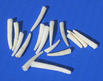 Wholesale Dentalium Octangulatum Tusk Shells for shell crafts - 1/2 inch to 1-1/4 inch -10 kilo bags @ $8.00/kilo