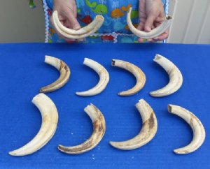 Warthog Tusks Bulk 10 pc and Up Hand Picked 