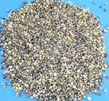 Theodoxus Oulaniensis, river nerite seashells under 1 inch - Case of 20 kilos @ $6.30/kilos