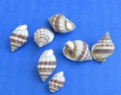 Wholesale Nassarius...