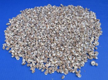 Wholesale Nassarius Phyrus shells for crafts - $11.00/kilo bag (Min: 2 kilos)