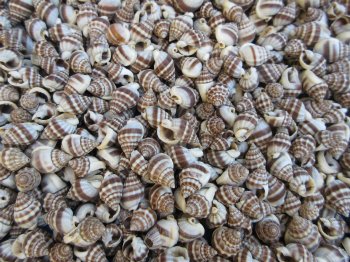 Wholesale Nassarius Phyrus shells for crafts - $11.00/kilo bag (Min: 2 kilos)