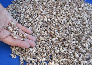 Wholesale Nassarius Phyrus shells for crafts - $11.00/kilo bag (Min: 2 kilos)
