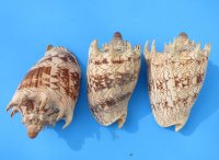 6 inches Volute Imperial Shells Wholesale - 2 pcs @ $11.50 each; 12 pcs @ $10.35 each