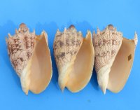 6 inches Volute Imperial Shells Wholesale - 2 pcs @ $11.50 each; 12 pcs @ $10.35 each