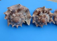 7 inches Imperial Volute Snail Seashells Wholesale, commercial grade - 2 pcs @ $16.00 each; 6 or more @ $14.40 each