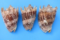 7 inches Imperial Volute Snail Seashells Wholesale, commercial grade - 2 pcs @ $16.00 each; 6 or more @ $14.40 each