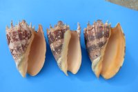 7 inches Imperial Volute Snail Seashells Wholesale, commercial grade - 2 pcs @ $16.00 each; 6 or more @ $14.40 each