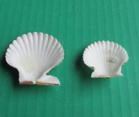 Pecten tranquebaricus scallop shells for crafts 1" to 1-3/4" - Case 14 kilos @ $6.30/kilo 