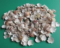 Pecten tranquebaricus scallop shells for crafts 1" to 1-3/4" - Case 14 kilos @ $6.30/kilo 
