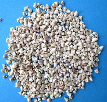Pearlized Tiny Calliostoma Straitus Shells under 1 inch - $9.50/kilo (Min: 2 kilos)