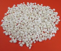 Wholesale White Moon Shells for seashell crafts 1/2" to 3/4" - Packed: 1 kilo bag @ $5.60/kilo 