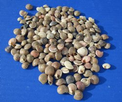 Wholesale Umbonium Vestiarium shells, Button Top Shells 1/4 to 1/2 inch in size - $2.00/kilo (Min: 3 kilos)
