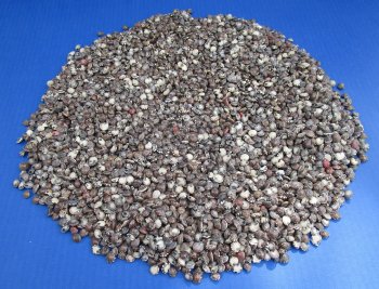 Wholesale Small Dark Color Umboniums shells, Button Top Shells Up to 1/2 inch in size - $4.00/kilo (Min: 2 kilos)
