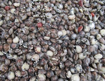 Wholesale Small Dark Color Umboniums shells, Button Top Shells Up to 1/2 inch in size - $4.00/kilo (Min: 2 kilos)