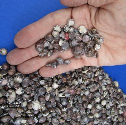 Wholesale Small Dark Color Umboniums shells, Button Top Shells Up to 1/2 inch in size - $4.00/kilo (Min: 2 kilos)