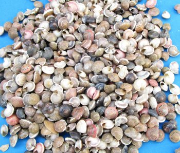 Umbonium Vestiarium shells, Button Top Shells under 1/2 inch - $2.50/Kilo (Min: 2 kilos)