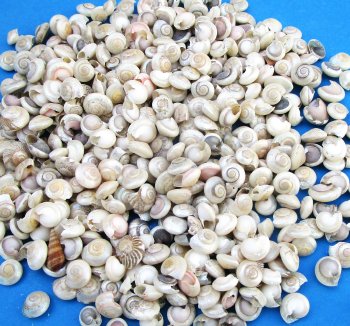 Pearlized Umbonium Vestiarium shells, Button Top Shells under 1/2 inch - $4.00/Kilo (Min: 2 kilos)