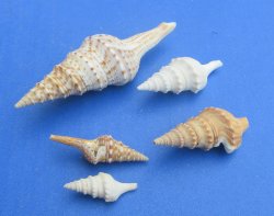 Wholesale mixed turris shells 1 inch to 3 inch - 1 kilo bag @ $6.00kilo (Min: 2 kilos)