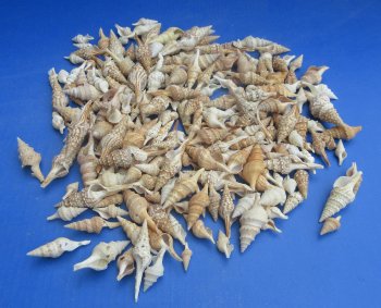 Wholesale mixed turris shells 1 inch to 3 inch - 1 kilo bag @ $6.00kilo (Min: 2 kilos)