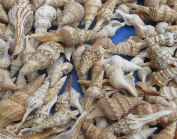 Wholesale mixed turris shells 1 inch to 3 inch - 1 kilo bag @ $6.00kilo (Min: 2 kilos)