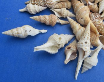 Wholesale mixed turris shells 1 inch to 3 inch - 1 kilo bag @ $6.00kilo (Min: 2 kilos)