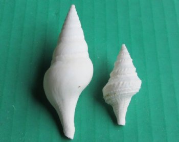 Wholesale white mixed turris shells 3/4 inch to 1-3/4 inch - 15 kilos @ $4.40/kilo