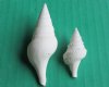 Wholesale white mixed turris shells 3/4 inch to 1-3/4 inch - Case of 15 kilos @ $4.40/kilo