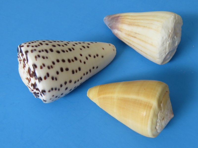 2 to 3 inches assorted cone shells wholesale