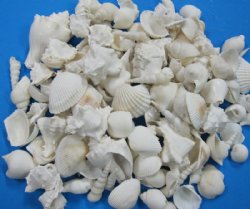 Bulk Large White Shell Mix Wholesale for Weddings 1-1/4 inch to 3-3/4 inch - $15.50 a gallon 