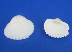 Wholesale Large White Cardium (Anadora Scapa), Ribbed Cockle shells 1-3/4" to 2-1/4" - 26 kilos @ $2.20/kilo