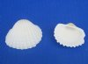 Wholesale Large White Cardium (Anadora Granosa), Ribbed Cockle shells 1-3/4" to 2-1/4" - Packed: 1 kilo bags @ $2.95/kilo (Min: 3 kilos)
