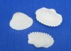 Wholesale Tiny White Cardium (Anadora Granosa), Ribbed Cockle shells 1/2" to 3/4" - Case of 25 kilos @ $3.00/kilo