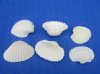 Wholesale Small White Cardium (Anadora Granosa), Ribbed Cockle shells 1" to 1-1/4" - Case of 20 kilos @ $2.90/kilo
