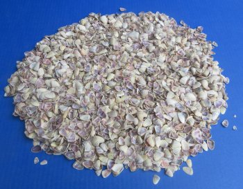 Wholesale Donax Townsendi Clam Shells for crafts - Case of 15 @ $4.50/kilo